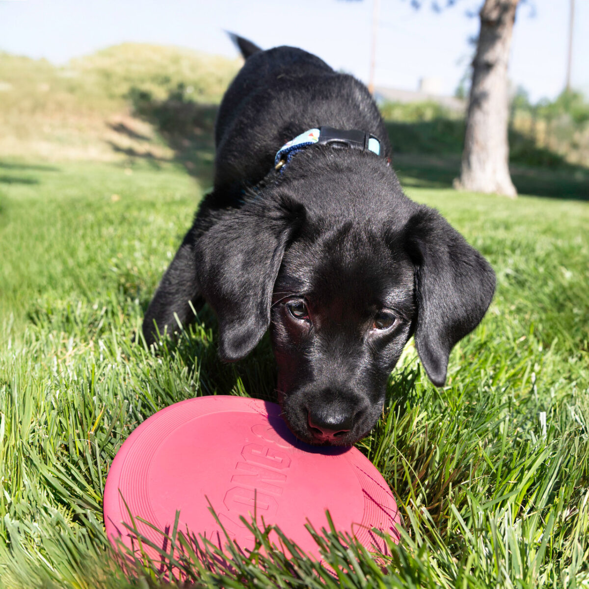 Kong Puppy Flyer S/M - Slika 6