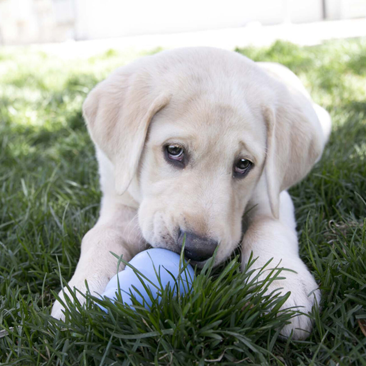 KONG - Puppy S - igračka za pse - Slika 20