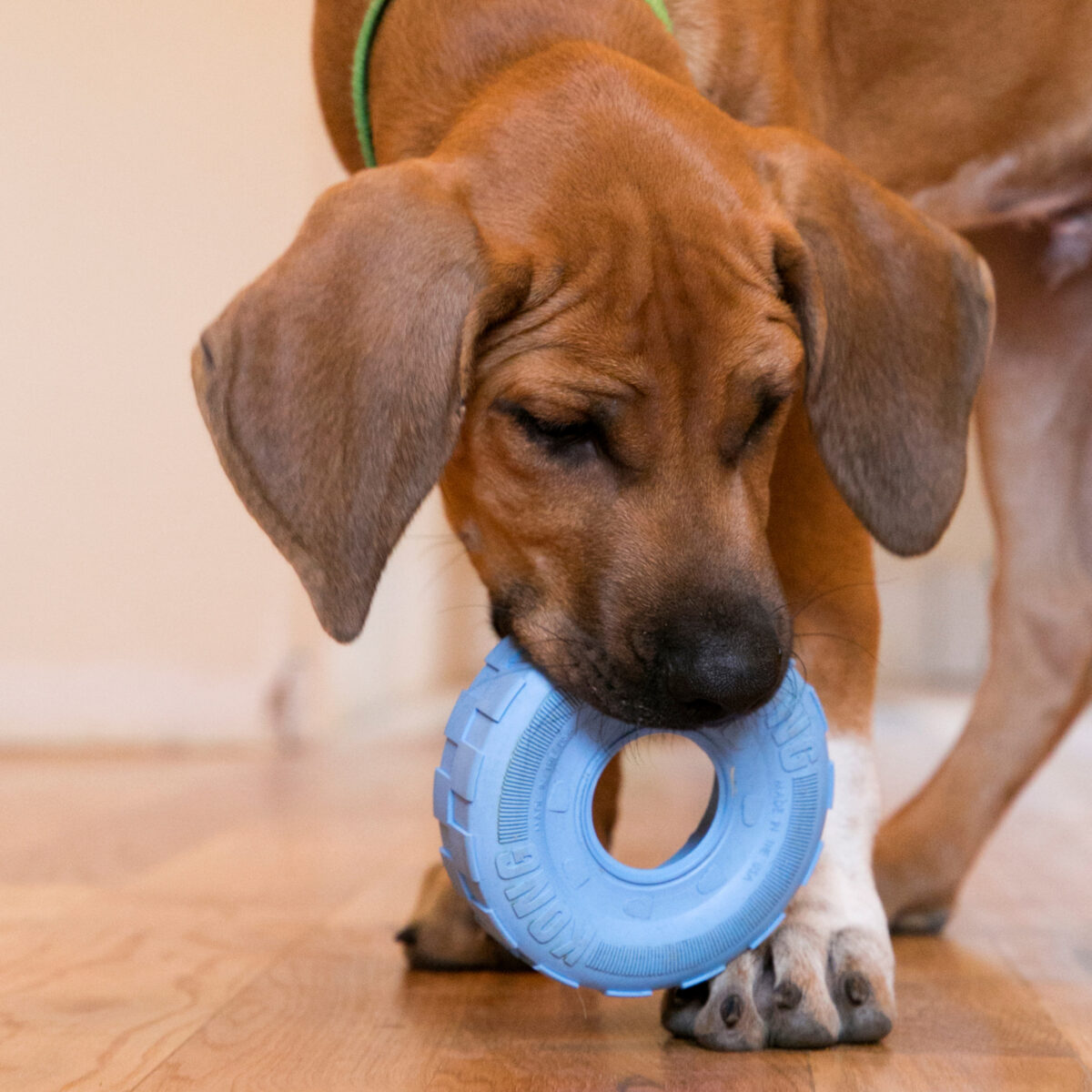 KONG - Puppy Tire S - igračka za pse - Slika 6