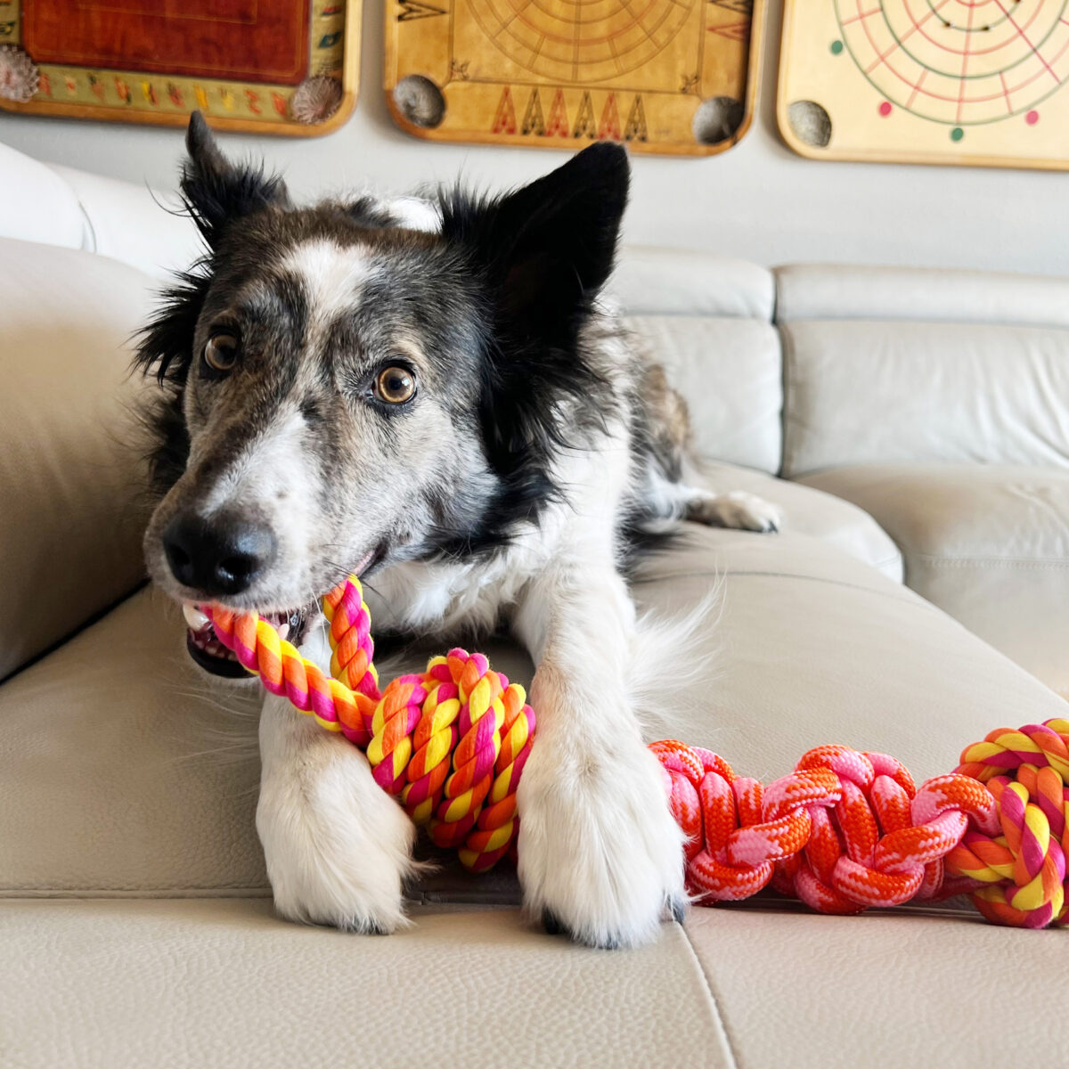 Kong Rope Bunji S - Slika 2
