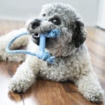 Kong Puppy Goodie Bone W Rope XS - Image 6