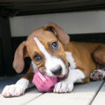 Kong Puppy Activity Ball M - Slika 4