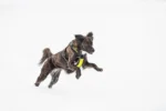 Axaeco - 4 Season Power Harness - Oprsnica - Slika 7