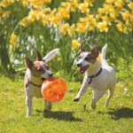 KONG - Jumbler Ball - Slika 4