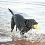 KONG - Airdog football - Slika 4