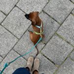 Furlou – Y oprsnica za pse Strap – Blue/Green - Slika 4