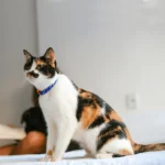 Zee.cat - Ogrlica za mace - Atlanta - Slika 3