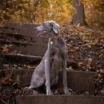 Furlou – Pamučna ogrlica za pse – Brown - Slika 3