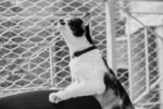 Zee.cat - Ogrlica za mace - Gotham - Image 11