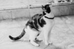 Zee.cat - Ogrlica za mace - Gotham - Image 10