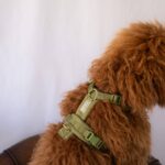 Furlou – Y oprsnica za pse Comfort - Green - Slika 3
