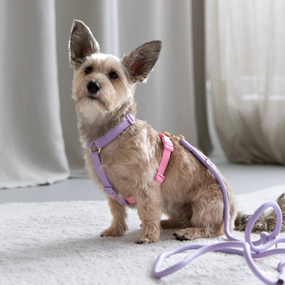Furlou – Y oprsnica za pse Strap - Lavender/Pink - Slika 3
