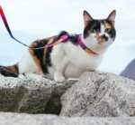 Zee.cat - Ogrlica za mace - Prisma - Slika 6