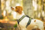 Axaeco – 4 Season Power Harness – Oprsnica - Slika 7