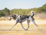 Axaeco – 4 Season Power Harness – Oprsnica - Slika 8