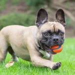 Chuckit! - Ultra Ball - S - 2 loptice - Slika 8