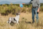 Chuckit! – Paraflight – Frizbi za pse - Slika 5