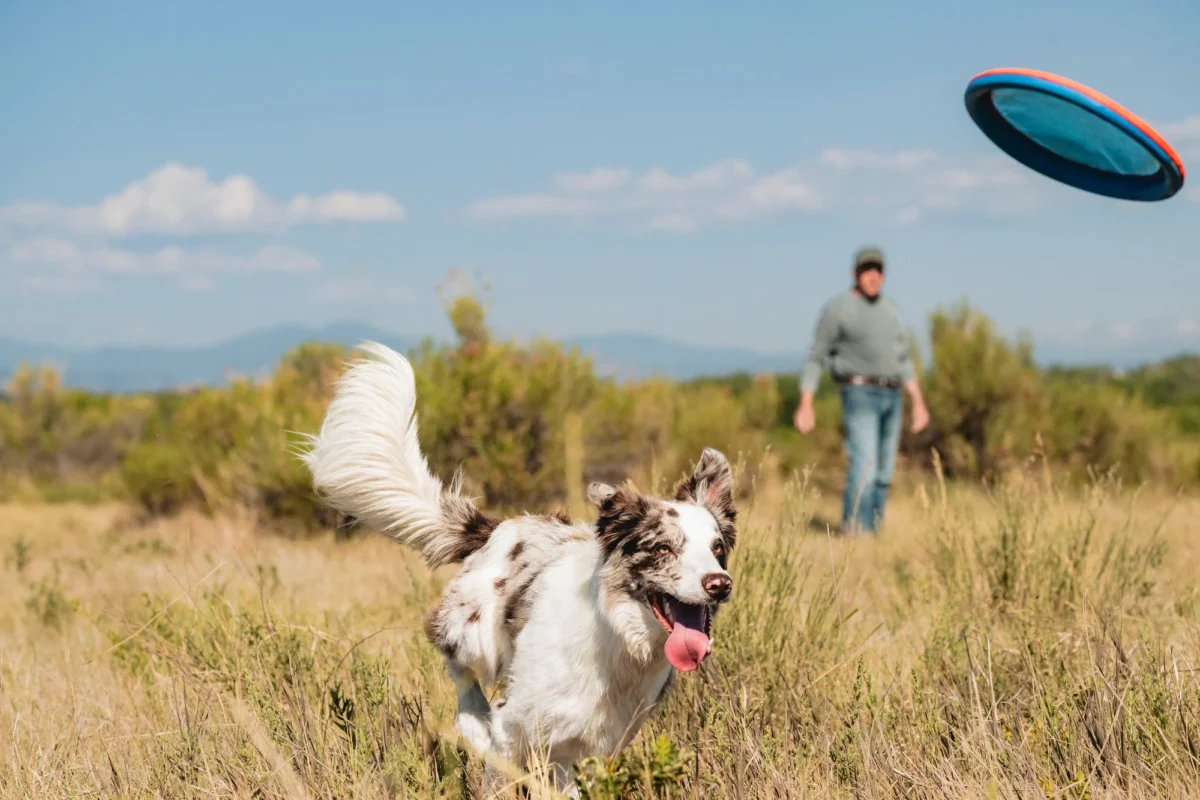 Chuckit! – Paraflight – Frizbi za pse - Slika 6