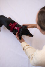 Furlou – Y oprsnica za pse Comfort – Bordeaux - Slika 4