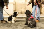 Furlou – Sherpa oprsnica za pse – Bordeaux - Slika 4