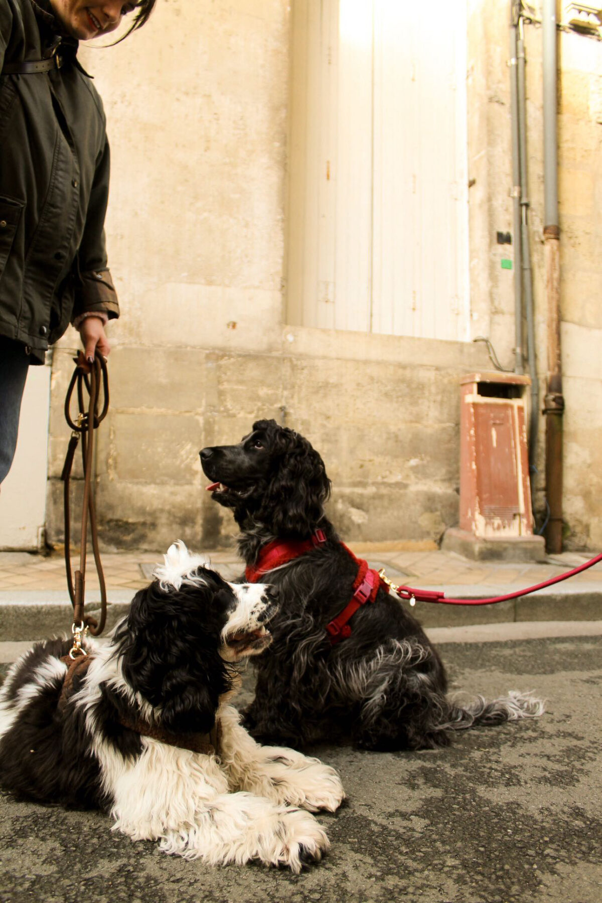 Furlou – Sherpa oprsnica za pse – Bordeaux - Slika 3