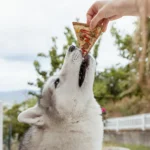 Cooka's Cookies - Gourmet poslastice - Doggie Pizza - Slika 4