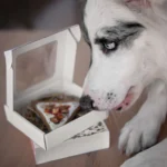 Cooka's Cookies - Gourmet poslastice - Doggie Pizza - Slika 5