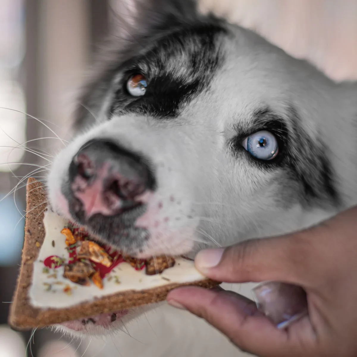 Cooka's Cookies - Gourmet poslastice - Doggie Pizza - Slika 7