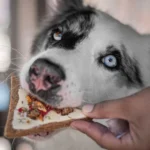 Cooka's Cookies - Gourmet poslastice - Doggie Pizza - Slika 7