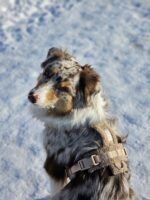Furlou – Sherpa oprsnica za pse – Sand - Slika 4